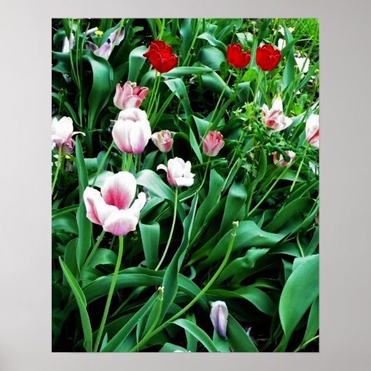 Poster Image des tulipes rouges et roses (Devant)