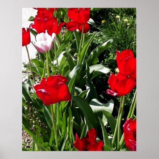 Poster Image des tulipes rouges et roses (Devant)
