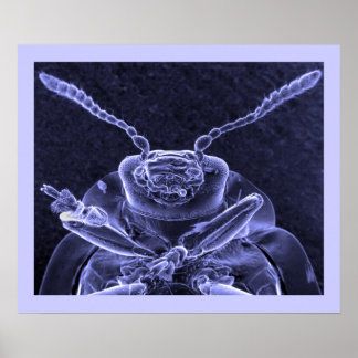 Poster Image du coléoptère à feuilles - Microscope électr