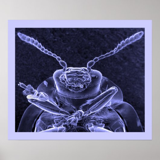 Poster Image du coléoptère à feuilles - Microscope électr (Devant)