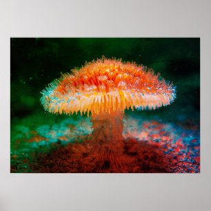 Poster Image d'un champignon sauvage sur le mur du fond d