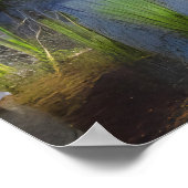 Poster Image d'un paysage forestier dans un marécage (Coin)