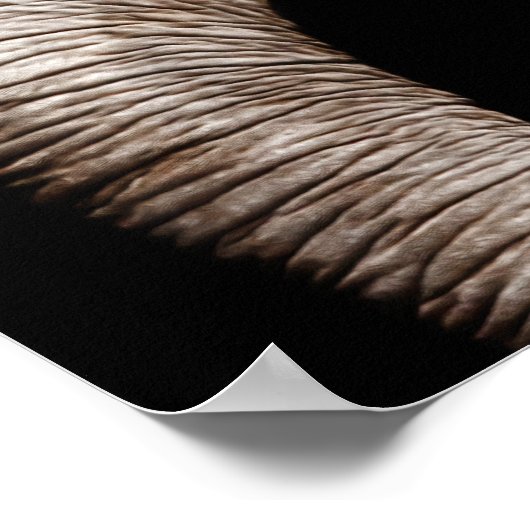 Poster Image Elephant (Coin)