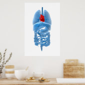 Poster Image En Rayon X D'Organes Internes Avec Coeur (Cuisine)