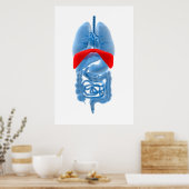 Poster Image En Rayon X D'Organes Internes Avec Diaphragm (Cuisine)