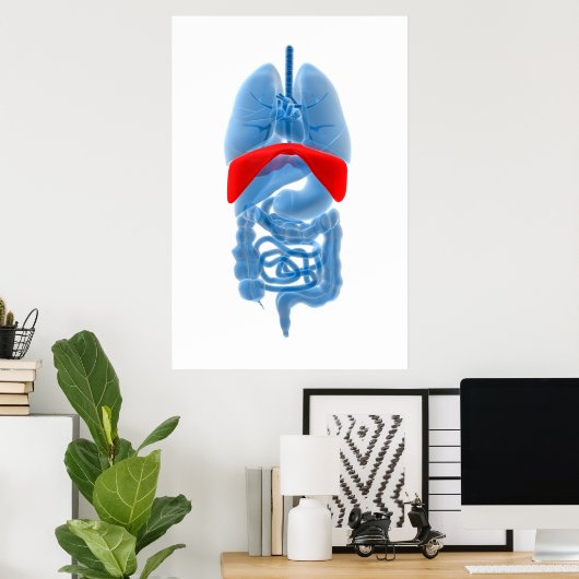 Poster Image En Rayon X D'Organes Internes Avec Diaphragm (Bureau à domicile)