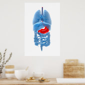 Poster Image En Rayon X D'Organes Internes Avec Estomac (Cuisine)