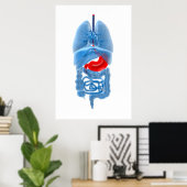 Poster Image En Rayon X D'Organes Internes Avec Estomac (Bureau à domicile)