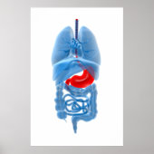 Poster Image En Rayon X D'Organes Internes Avec Estomac (Devant)
