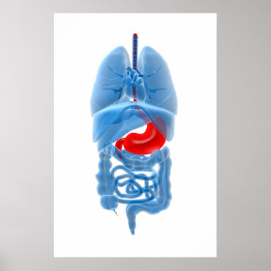 Poster Image En Rayon X D'Organes Internes Avec Estomac