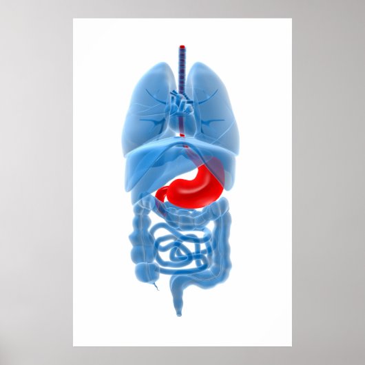 Poster Image En Rayon X D'Organes Internes Avec Estomac (Devant)