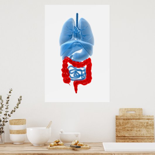 Poster Image En Rayon X D'Organes Internes Avec Gros (Cuisine)