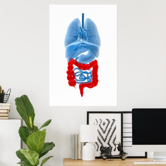 Poster Image En Rayon X D'Organes Internes Avec Gros (Bureau à domicile)