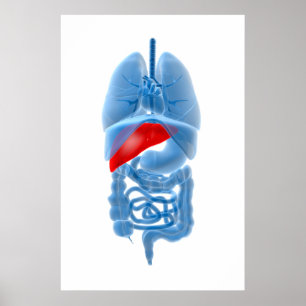 Poster Image En Rayon X D'Organes Internes Avec Pancréas