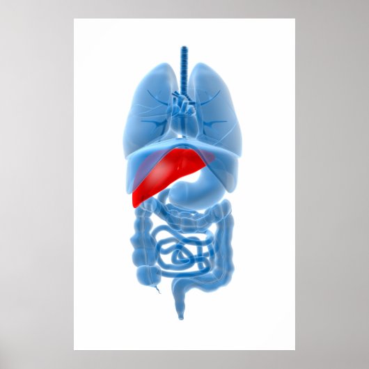 Poster Image En Rayon X D'Organes Internes Avec Pancréas (Devant)