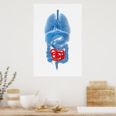 Poster Image En Rayon X D'Organes Internes Avec Petits (Cuisine)