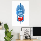 Poster Image En Rayon X D'Organes Internes Avec Petits (Bureau à domicile)
