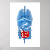 Poster Image En Rayon X D'Organes Internes Avec Petits (Devant)