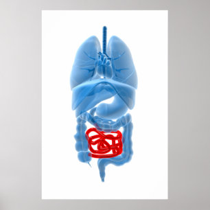 Poster Image En Rayon X D'Organes Internes Avec Petits