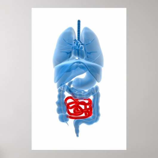 Poster Image En Rayon X D'Organes Internes Avec Petits (Devant)