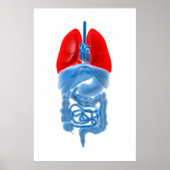 Poster Image En Rayon X D'Organes Internes Avec Poumons (Devant)