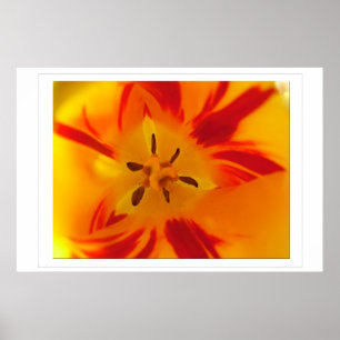 Poster Image macro de tulipe jaune et rouge