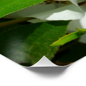 Poster Image macro d'un Rose cherokee (Coin)