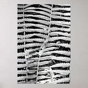 Poster Image noire et blanche de la fougère forestière