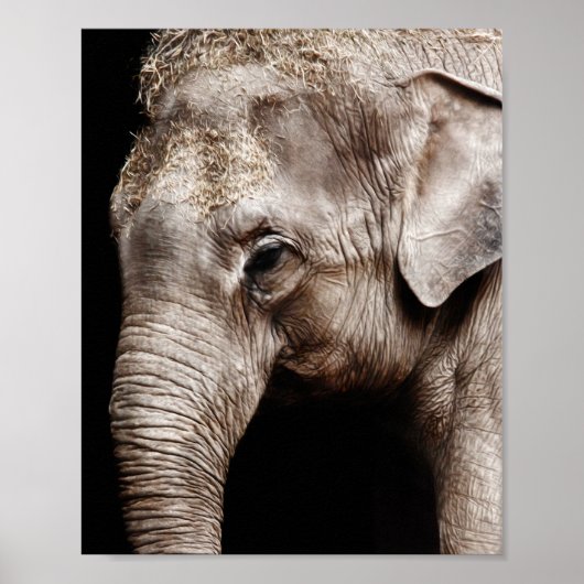 Poster Image photo d'éléphant (Devant)