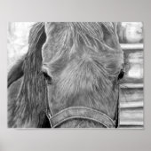 Poster Image rodéo (Devant)