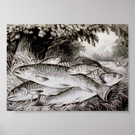 Poster Image Vintage de la pêche à la truite (Devant)