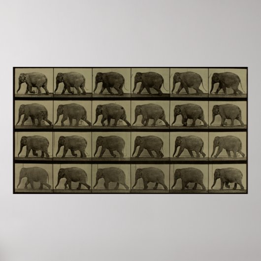 Poster Images consécutives d'un éléphant marchant Imprime (Devant)
