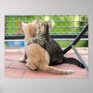 Poster Images de Getty   deux chatons sur un balcon