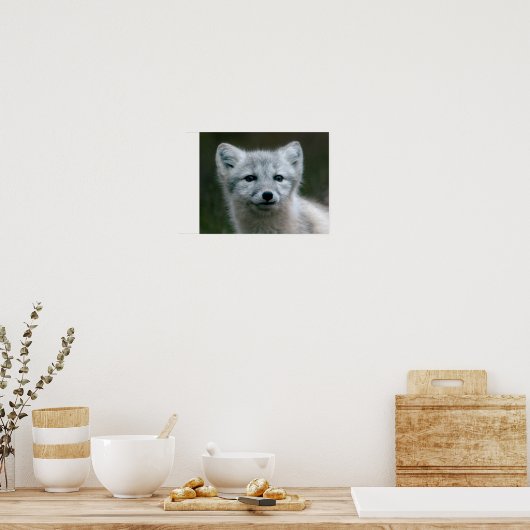 Poster Images Getty | Arctic Fox Kit (Cuisine)