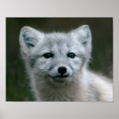 Poster Images Getty | Arctic Fox Kit (Devant)