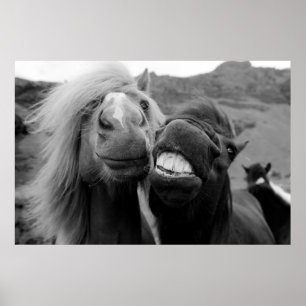 Poster Images Getty   Chevaux souriants