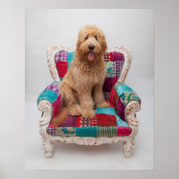 Images Getty | Cute Goldendoodle