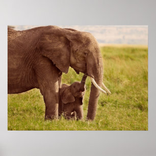 Poster Images Getty   Elephant & bébé