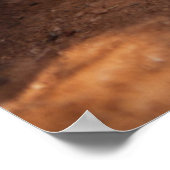 Poster Images Getty | Lion couché (Coin)