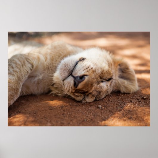 Poster Images Getty | Lion couché (Devant)