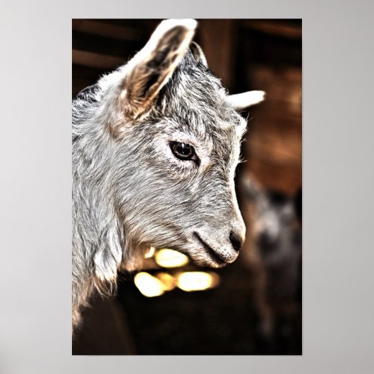 Poster Images Getty | Petite chèvre (Devant)