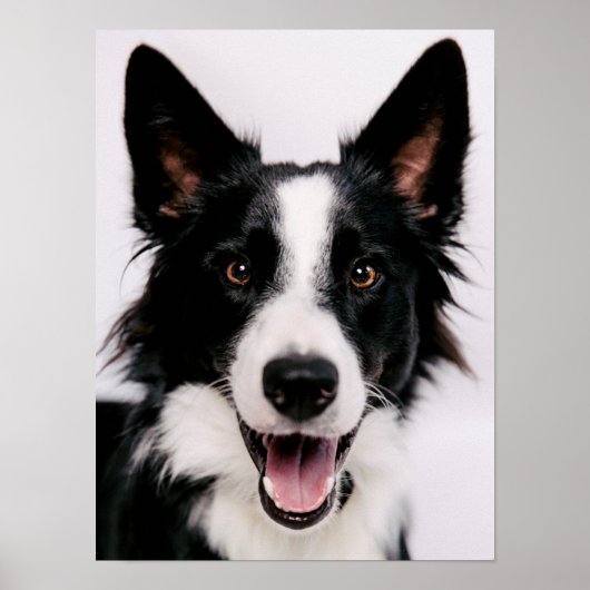 Poster Images Getty | Une Collie frontalière souriante (Devant)