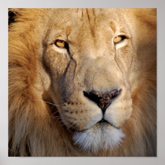 Poster Images Lion Imprimer (Devant)