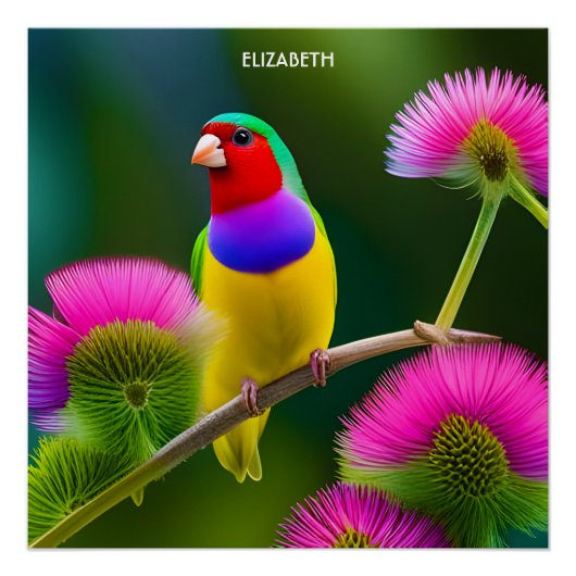 Poster Imaginaire coloré Gouldian Finch (Devant)