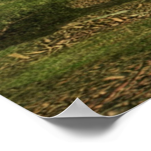 Poster Imaginaire forestier (Coin)