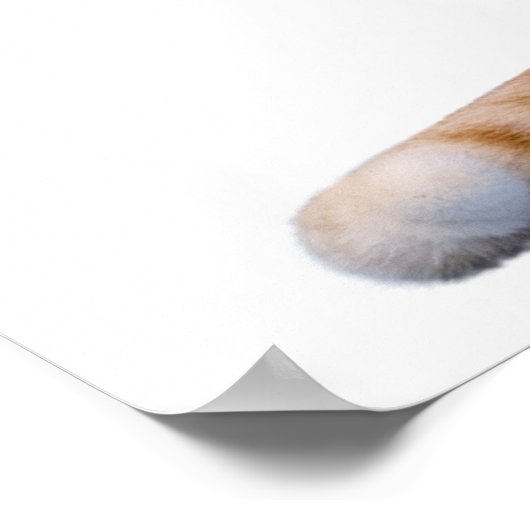 Poster Imbécile Hooman Drôle Chat affamé (Coin)