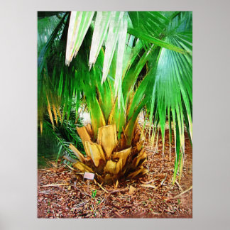 Poster IMG_0296collection de palmiers, fairchild tropical
