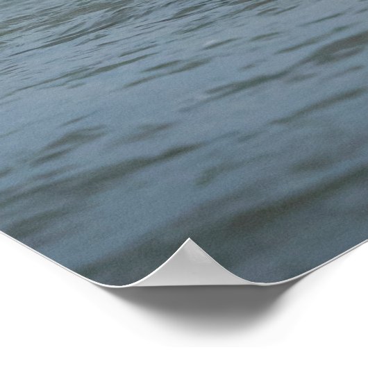 Poster Immature Bald Eagle plongée pour un poisson (Coin)