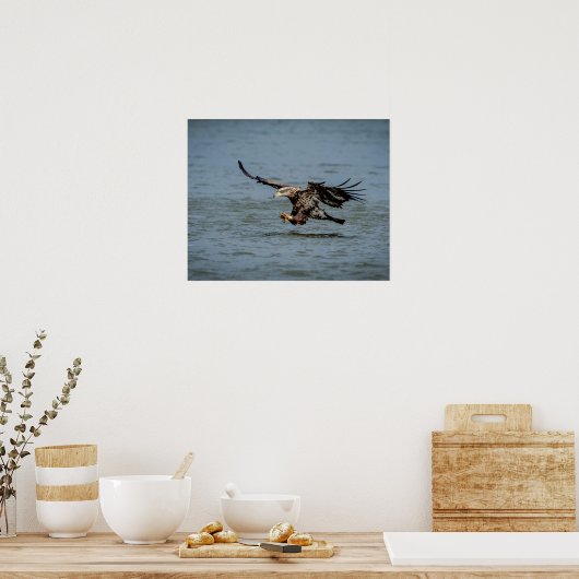 Poster Immature Bald Eagle plongée pour un poisson (Cuisine)