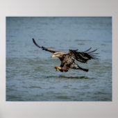 Poster Immature Bald Eagle plongée pour un poisson (Devant)